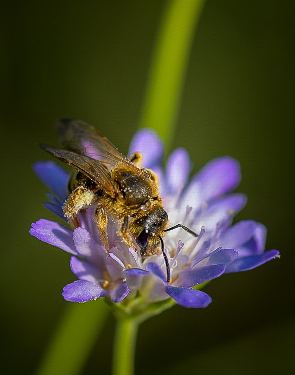 Bee on lavender flower